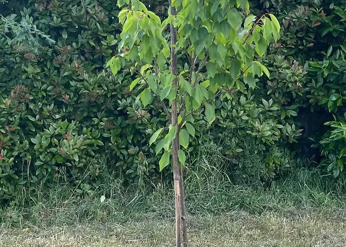 Under The Tuscan Trees *